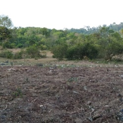 Kebun Sg. Ular