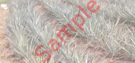 816bf093-2140-4fbf-a703-b063780c0b21