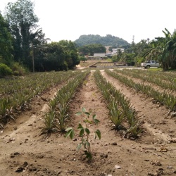 Kebun Kg. Pelet